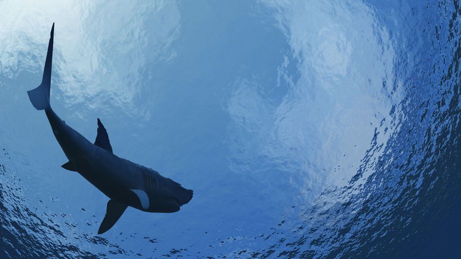 shark_02-20-12