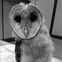 Summit the Owl
