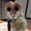 Summit the Owl